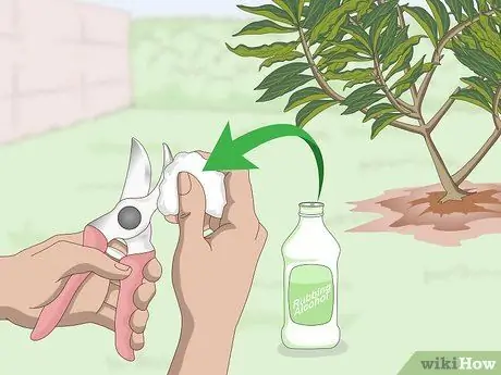 Чернослив Плюмерия Шаг 3