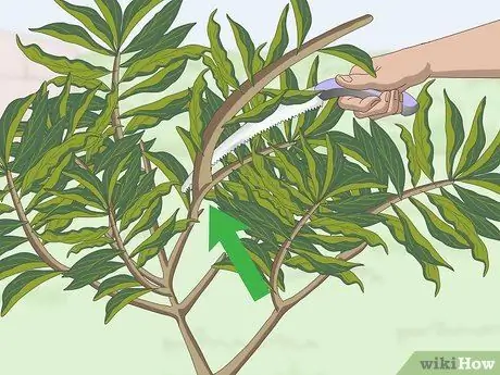 Чернослив Плюмерия Шаг 4