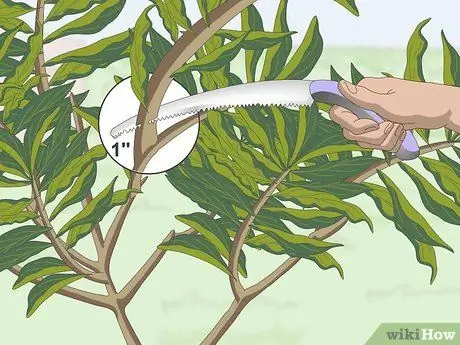 Чернослив Плюмерия Шаг 5