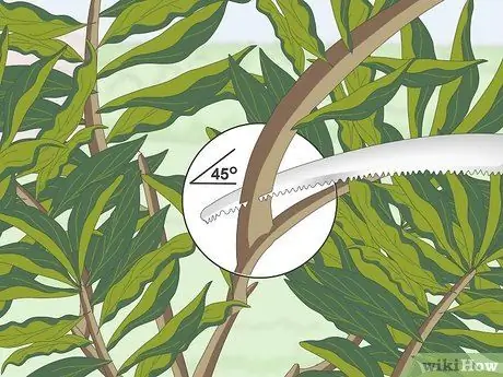 Чернослив Плюмерия Шаг 6