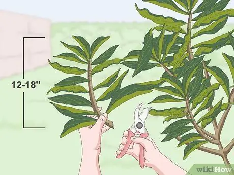 Чернослив Плюмерия Шаг 7