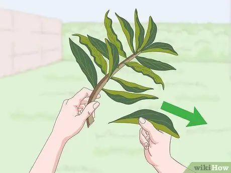 Чернослив Плюмерия Шаг 8