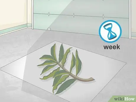 Чернослив Плюмерия Шаг 9