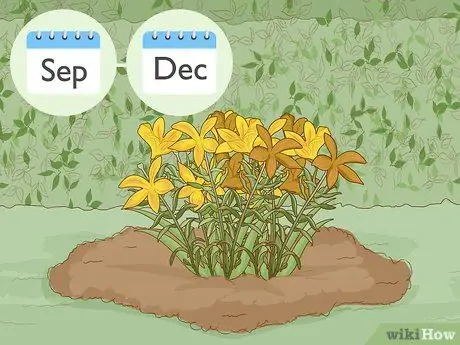 Разделите и пересадите лилии, шаг 1