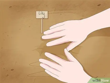 Разделите и пересадите лилии Шаг 11