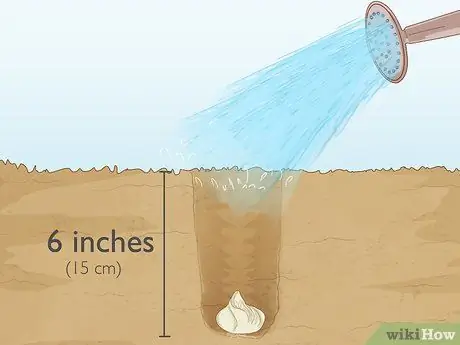 Разделите и пересадите лилии Шаг 12