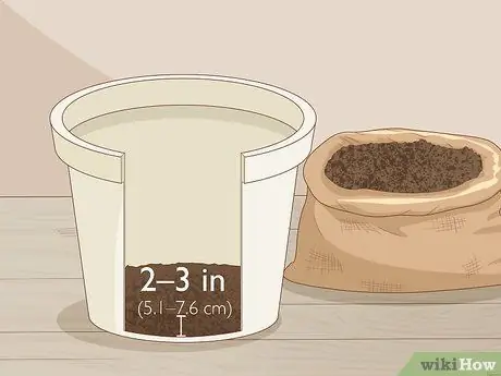 Разделите и пересадите лилии Шаг 14