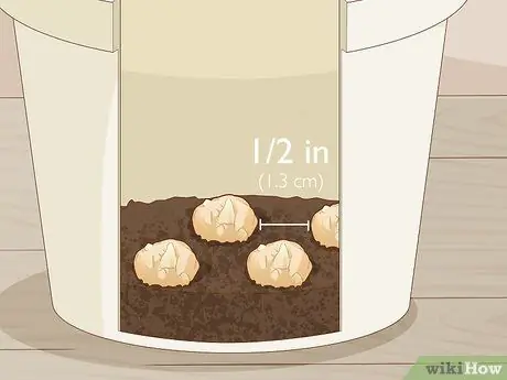 Разделите и пересадите лилии Шаг 15