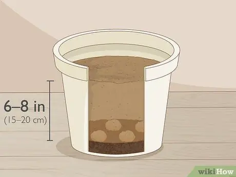 Разделите и пересадите лилии Шаг 16