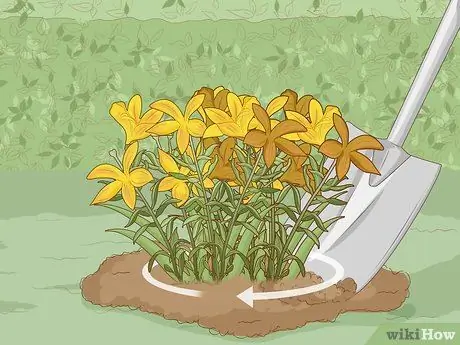 Разделите и пересадите лилии, шаг 2