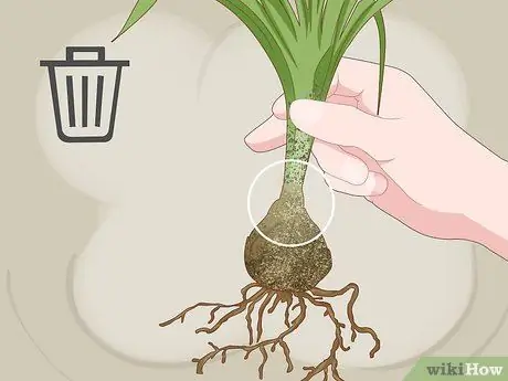 Разделите и пересадите лилии Шаг 4