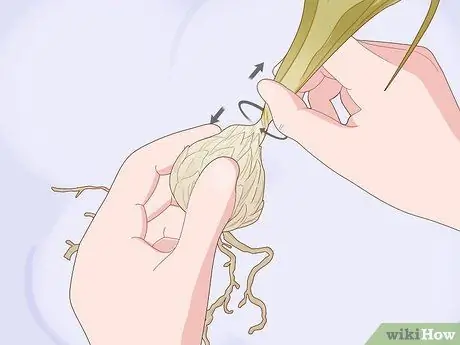 Разделите и пересадите лилии Шаг 5