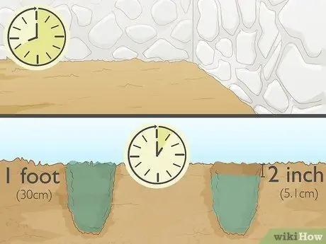 Разделите и пересадите лилии Шаг 7