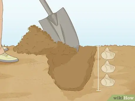 Разделите и пересадите лилии Шаг 8