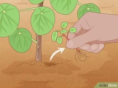 Позаботьтесь о китайском денежном заводе Шаг 11