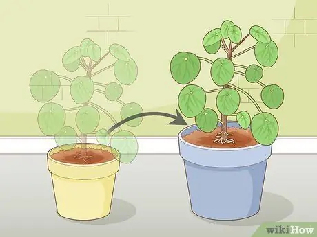 Позаботьтесь о китайском денежном заводе Шаг 9