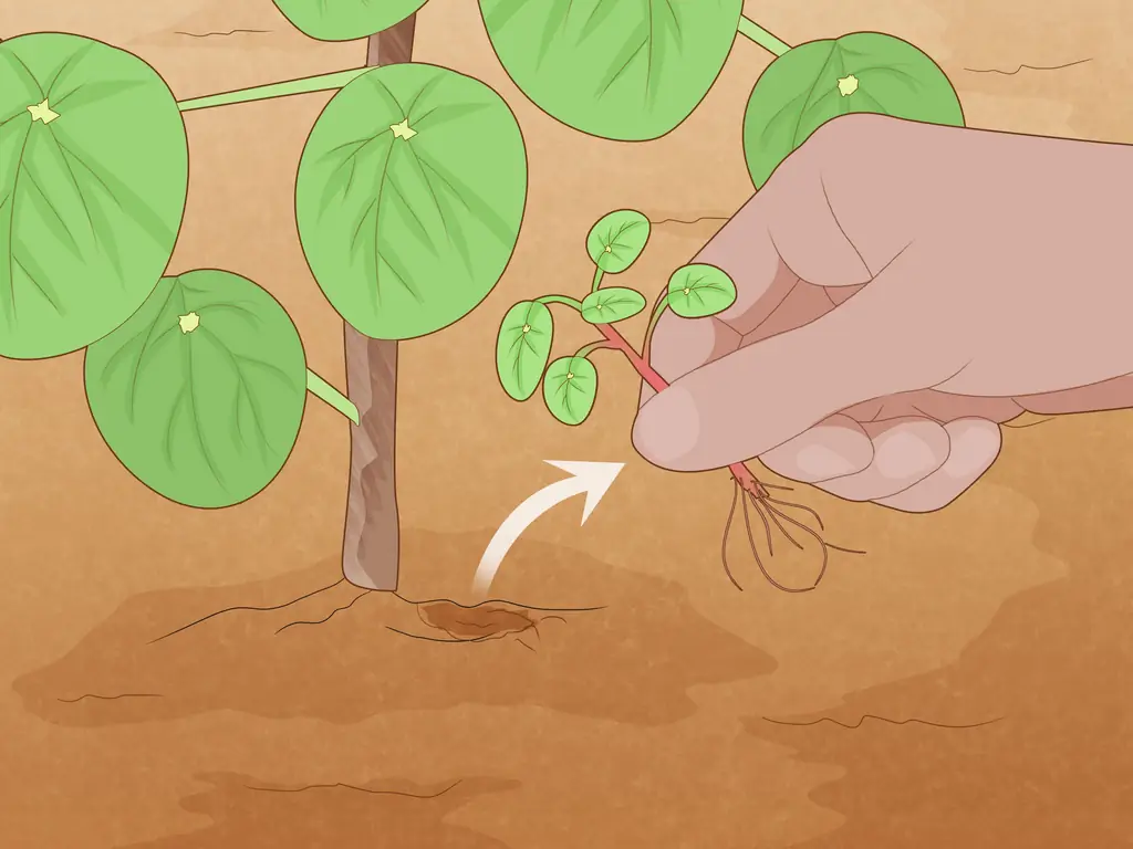 3 способа позаботиться о китайском денежном заводе