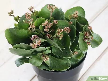 Уход за пламенной Кэти, шаг 1