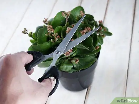 Уход за пламенной Кэти, шаг 4
