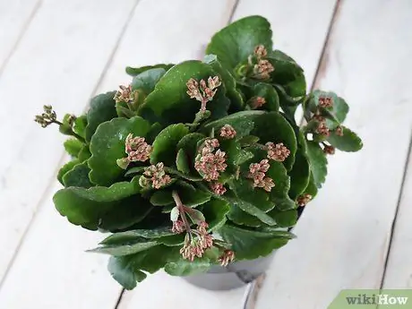 Уход за пламенной Кэти, шаг 5