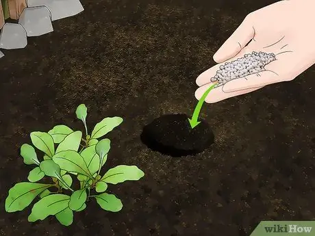 Выращивание африканской ромашки (Арктотис) Шаг 14