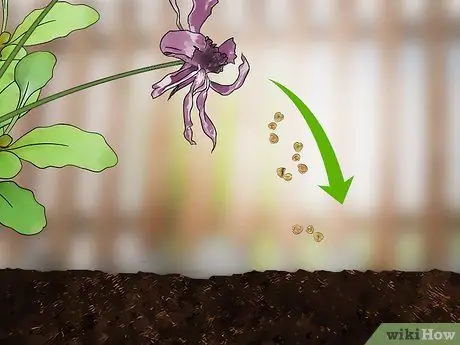 Выращивание африканской ромашки (Арктотис) Шаг 16