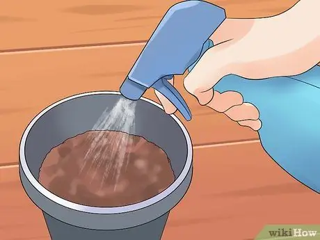 Выращивание растений антуриум Шаг 14