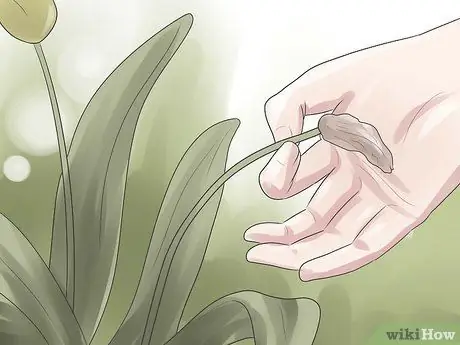 Выращиваем тюльпаны Шаг 11