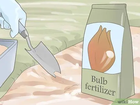 Выращивание тюльпанов Шаг 12