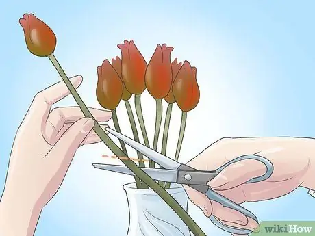 Выращиваем тюльпаны Шаг 13