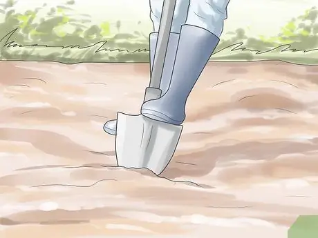 Выращиваем тюльпаны Шаг 4