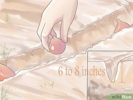 Выращивание тюльпанов Шаг 5