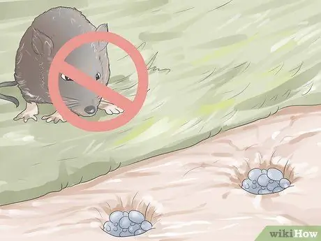 Выращивание тюльпанов Шаг 6