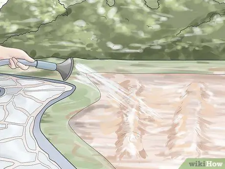 Выращиваем тюльпаны Шаг 7