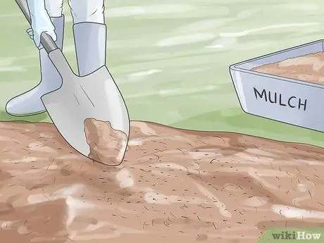 Выращивание тюльпанов Шаг 8