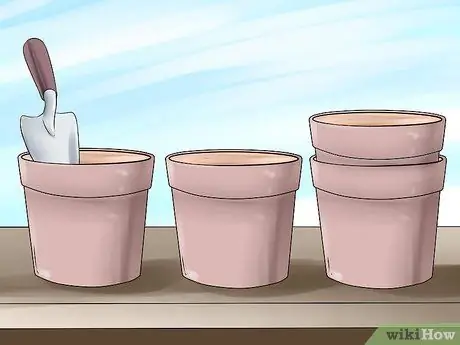 Разделить растение лаванды Шаг 8