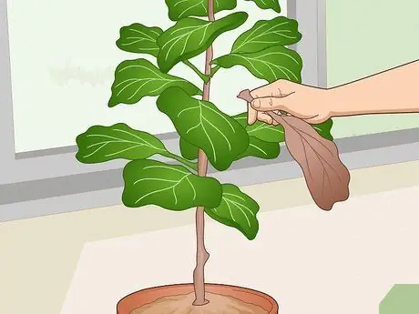 Оживите Fiddle Leaf Рис. Шаг 1