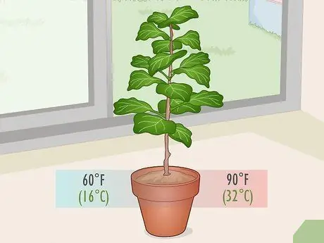 Оживите Fiddle Leaf Рис. Шаг 10