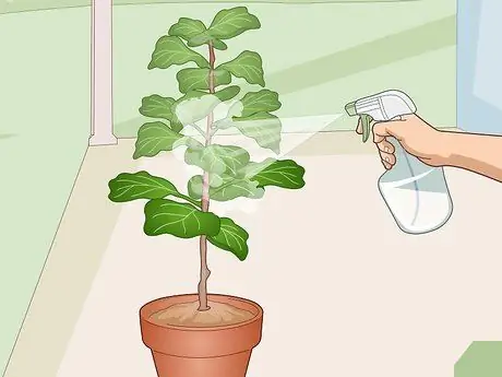 Оживите Fiddle Leaf Рис. Шаг 11