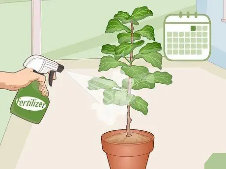 Оживите Fiddle Leaf Рис. Шаг 12