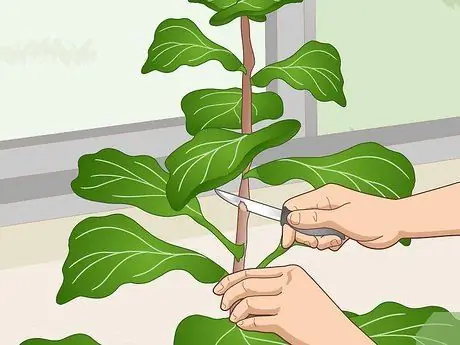 Оживите Fiddle Leaf Рис. Шаг 13