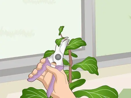 Оживите Fiddle Leaf Рис. Шаг 14