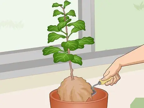Оживите Fiddle Leaf Рис. Шаг 15