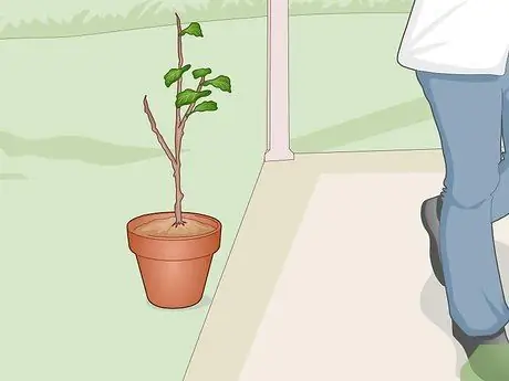 Оживите Fiddle Leaf Рис. Шаг 16
