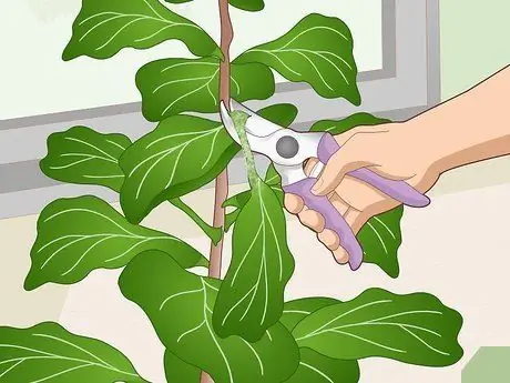 Оживите Fiddle Leaf Рис. Шаг 2