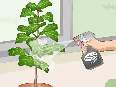 Оживите Fiddle Leaf Рис. Шаг 3