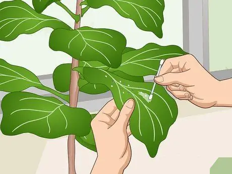 Оживите Fiddle Leaf Рис. Шаг 4