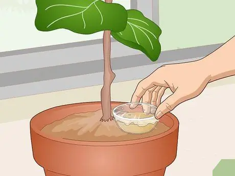 Оживите Fiddle Leaf Рис. Шаг 5