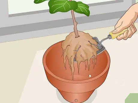 Оживите Fiddle Leaf Рис. Шаг 6