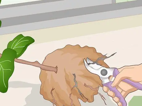 Оживите Fiddle Leaf Рис. Шаг 7
